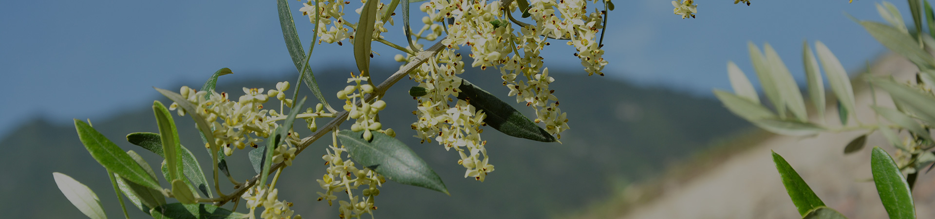 種植優(yōu)勢(shì)內(nèi)頁(yè)大圖